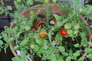 IMG_0660.JPG